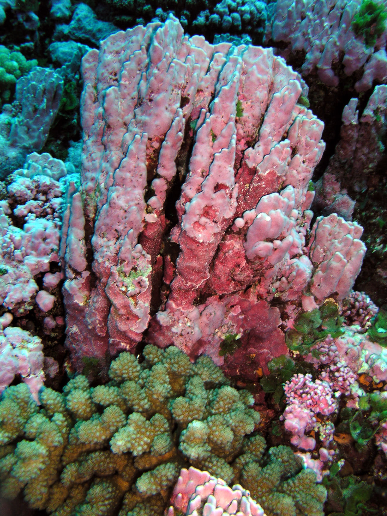 Водоросли эксперименты. Coralline algae. Тетраспора водоросль Байкал. Красные водоросли. Большие кораллы.